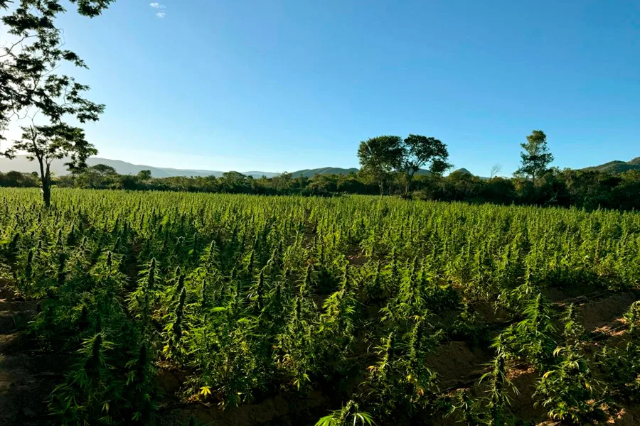 Forças da Segurança Pública chegam a 1 milhão de pés de maconha erradicados em 2026