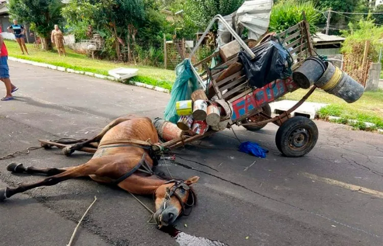 Fim das carroças? Proibição avança no Brasil ao unir proteção animal e inclusão