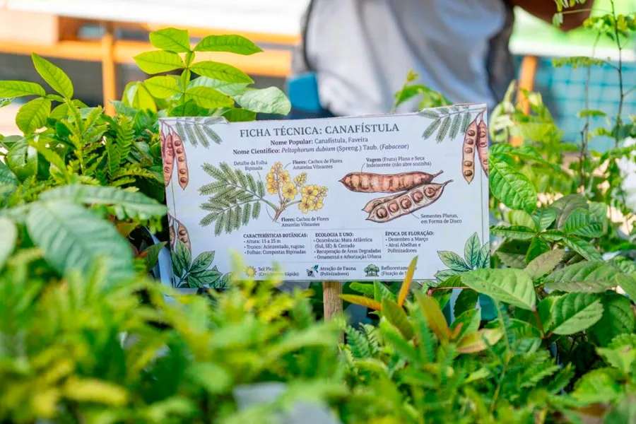 Drive Thru distribui mais de 400 mudas nativas da Mata Atlântica