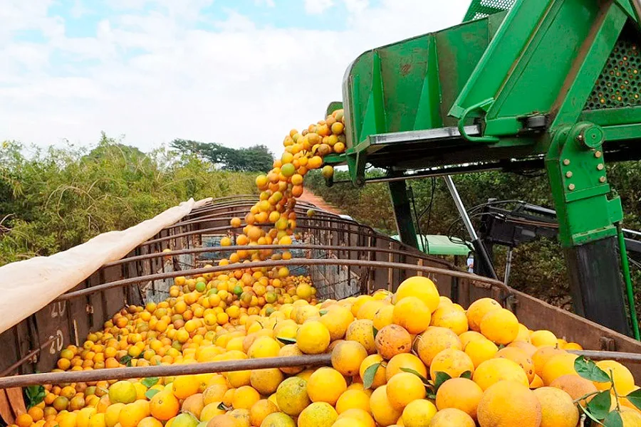 Bahia articula expansão da citricultura com foco em agroindústria e novos mercados
