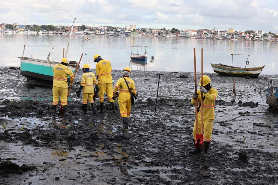 Estudantes da rede estadual plantam 3 mil mudas de mangue em trecho do VLT no Subúrbio Ferroviário