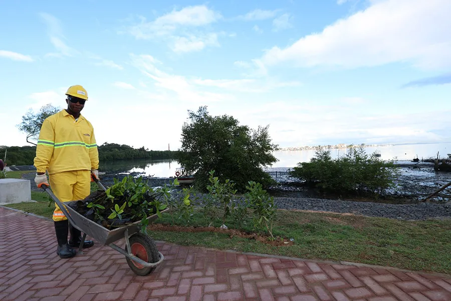 Estudantes da rede estadual plantam 3 mil mudas de mangue em trecho do VLT no Subúrbio Ferroviário