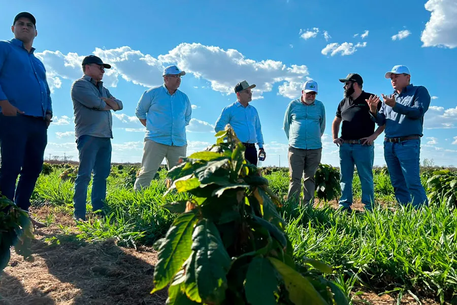 Câmara Setorial do Cacau debate integração entre polos produtivos e fortalecimento do cooperativismo na Bahia Câmara Setorial do Cacau debate integração entre polos produtivos e fortalecimento do cooperativismo na Bahia