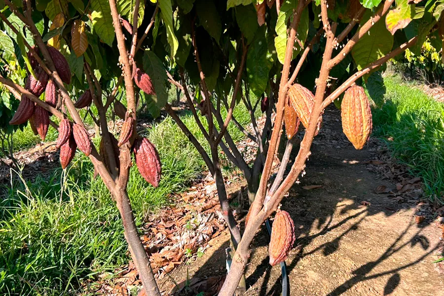 Câmara Setorial do Cacau debate integração entre polos produtivos e fortalecimento do cooperativismo na Bahia Câmara Setorial do Cacau debate integração entre polos produtivos e fortalecimento do cooperativismo na Bahia