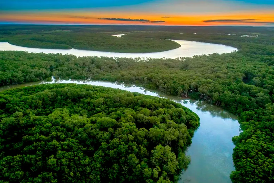 Dia da Árvore: Suzano reforça compromisso com desmatamento zero e conservação da biodiversidade