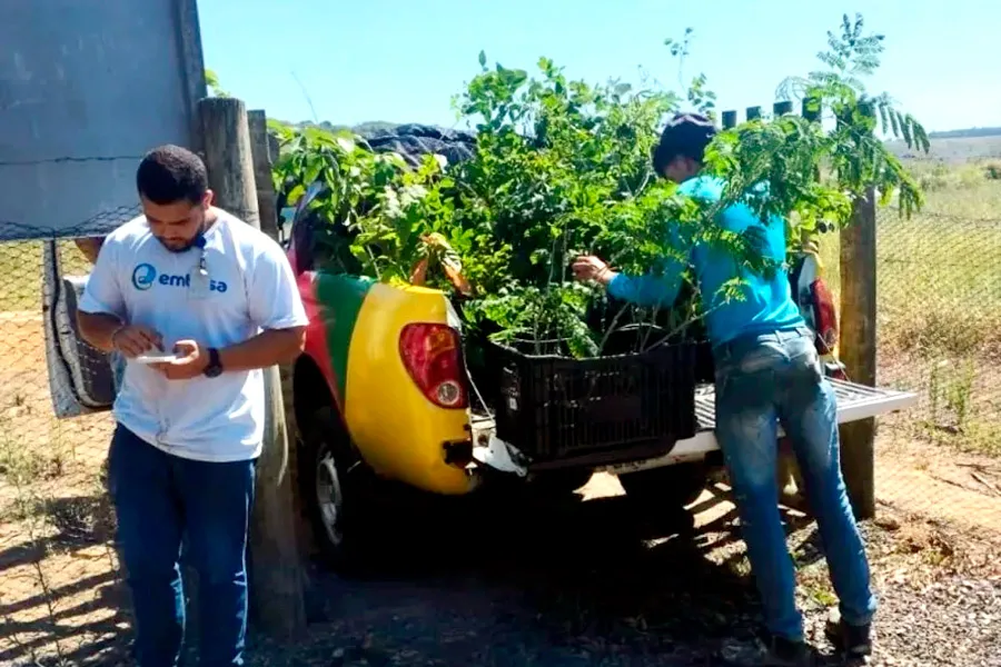Vereda mais verde: município recebe mudas para incentivar a preservação ambiental