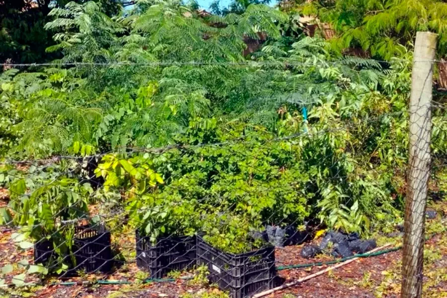 Vereda mais verde: município recebe mudas para incentivar a preservação ambiental