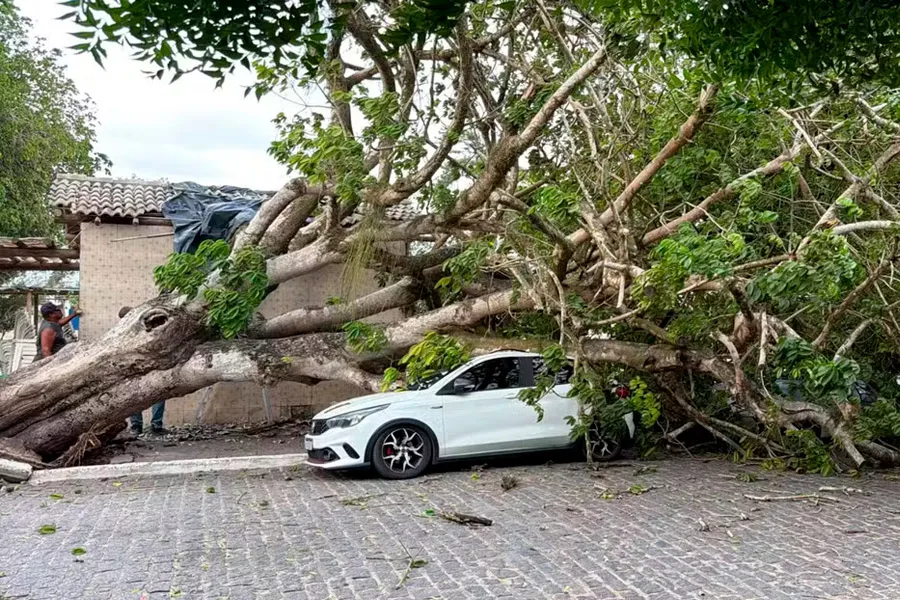 Árvore centenária cai no centro de cidade no interior da BA e danifica carro, três motos e quiosque