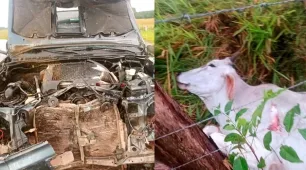 Animais soltos voltam a provocar acidente grave na BA-418, em Caravelas