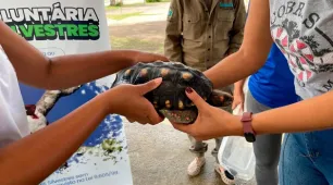 ”Animal silvestre não é pet”: campanha inspira novos olhares sobre a natureza