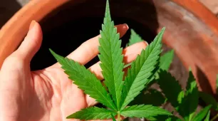 Anvisa discute nesta quarta regras para a produção de cannabis no país