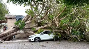 Árvore centenária cai no centro de cidade no interior da BA e danifica carro, três motos e quiosque