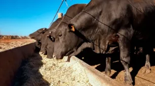 Bahia abriga o maior confinamento bovino do Nordeste, com 50 mil cabeças