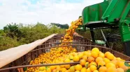 Bahia articula expansão da citricultura com foco em agroindústria e novos mercados