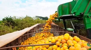 Bahia articula expansão da citricultura com foco em agroindústria e novos mercados