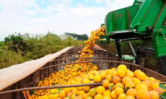 Bahia articula expansão da citricultura com foco em agroindústria e novos mercados