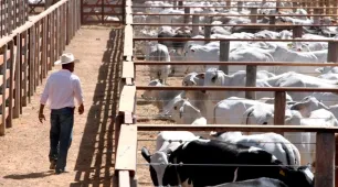 Bahia divulga a última campanha de vacinação contra Febre Aftosa no Estado
