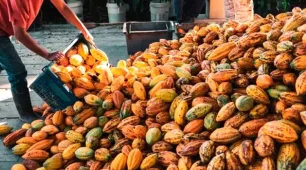 Bahia lidera produção nacional de cacau e impulsiona economia regional