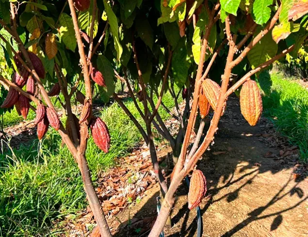 Câmara Setorial do Cacau debate integração entre polos produtivos e fortalecimento do cooperativismo na Bahia