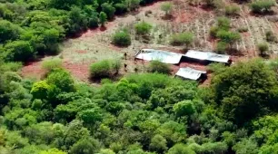 Cerca de três hectares de plantação de maconha são encontrados com ajuda de drone