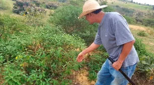 Como uma praga virou fonte de renda para agricultores em Eunápolis