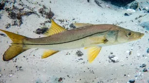 Defeso do robalo começa hoje na Bahia e segue até 31 de Julho