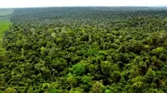 Dia da Árvore: Suzano reforça compromisso com desmatamento zero e conservação da biodiversidade