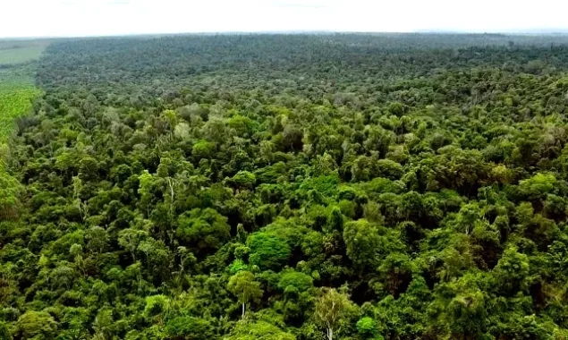 Dia da Árvore: Suzano reforça compromisso com desmatamento zero e conservação da biodiversidade