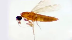 Estado do Rio registra primeiro óbito por febre oropouche