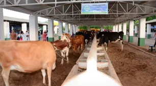 EXPOAGRI 2025 investe em novos espaços para garantir bem-estar animal e capacitar produtores