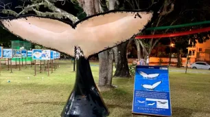 Festival da Baleia Jubarte promete encantar e conscientizar em Nova Viçosa