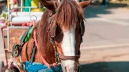 Fim das carroças? Proibição avança no Brasil ao unir proteção animal e inclusão