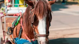 Fim das carroças? Proibição avança no Brasil ao unir proteção animal e inclusão
