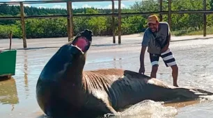 Gigante dos mares escolhe Mucuri para descansar e mobiliza curiosos na Praia do Sossego
