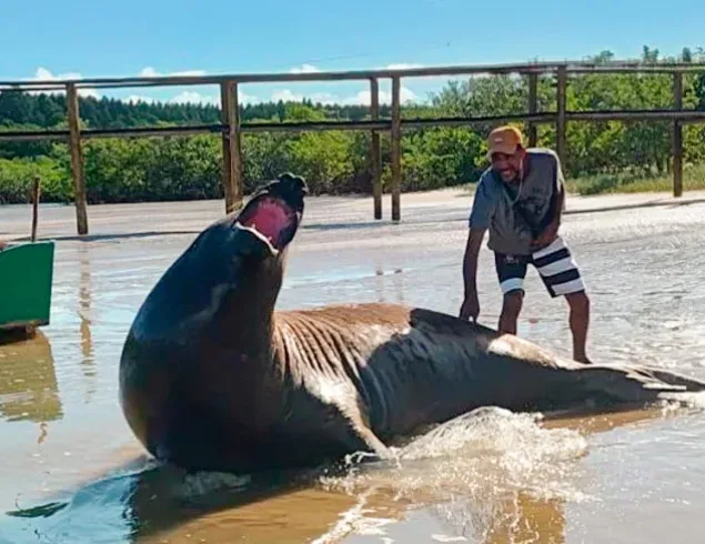 Gigante dos mares escolhe Mucuri para descansar e mobiliza curiosos na Praia do Sossego