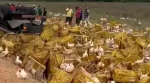 Motorista morre após carreta carregada de galinhas tombar na BA; aves ficaram espalhadas em acostamento de rodovia