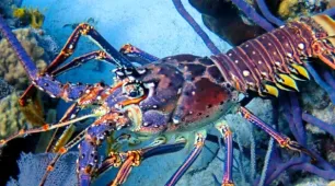 Mucuri divulga novo calendário de defeso para preservação das espécies marinhas