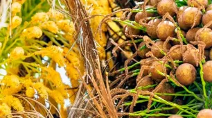 Nordeste terá produção de combustível com planta nativa