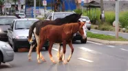 Prefeitura alerta: cavalos e vacas soltos em vias podem gerar multas e apreensão