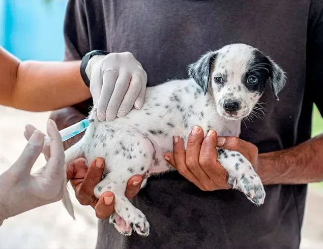 Prefeitura divulga cronograma de vacinação antirrábica animal; confira!