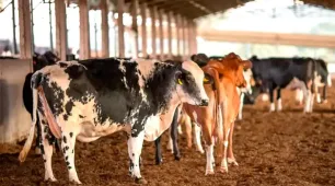 Receita investiga sonegação de quase R$ 1 bilhão em venda de gado