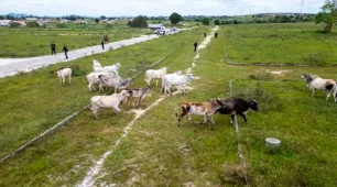 Secretaria de Agricultura recolhe 16 animais de grande porte em área urbana