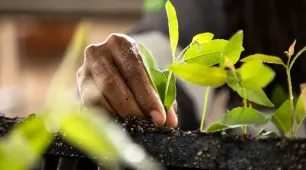 Suzano apoia iniciativas que unem cultura, educação e preservação ambiental durante a COP30