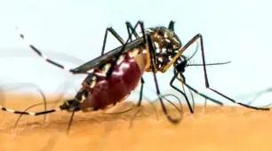 Vírus da chikungunya afeta crianças e adolescentes e deixa sequelas